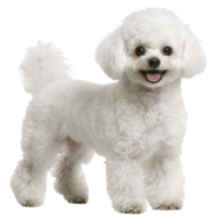 A fluffy white dog with cheerful expression stands on transparency background, showcasing its curly fur and playful demeanor. dog appears well groomed and lively, exuding sense of joy png