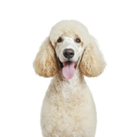 A happy poodle with curly cream fur and playful expression sits against plain background, showcasing its fluffy coat and friendly demeanor png