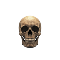 A realistic human skull is depicted against plain background, showcasing detailed bone structure and texture. image highlights anatomical features of skull, including eye sockets and teeth png