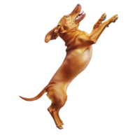 A playful brown dachshund joyfully jumps in air, showcasing its energetic and lively nature. dog ears are flapping, and its body is fully extended, capturing moment of excitement and agility png