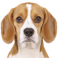 A beagle with gentle expression and distinctive tricolor coat is looking directly at camera. dog floppy ears and soulful eyes add to its endearing appearance png