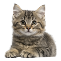 A cute tabby kitten with fluffy fur and bright eyes lies down, exuding playful and curious demeanor. kitten striped pattern and soft texture make it irresistibly adorable png