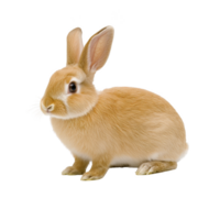 A cute, fluffy rabbit with light brown fur sits attentively, showcasing its large ears and soft whiskers. rabbit gentle expression and smooth coat make it adorable subject png