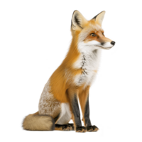 A realistic illustration of red fox sitting, showcasing its vibrant orange fur, bushy tail, and alert expression. detailed depiction highlights fox natural beauty and grace png