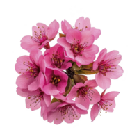 A Pink cherry blossoms in full bloom create vibrant and delicate floral display. cluster of flowers showcases intricate petals and stamens, symbolizing beauty and renewal png