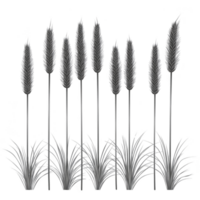 A Tall, elegant pampas grass with feathery plumes stands in row, creating serene and natural atmosphere. monochrome image highlights texture and form of grass png