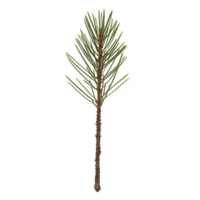 A single pine branch with slender green needles and textured brown stem, isolated on transparency background, showcasing natural simplicity and elegance png