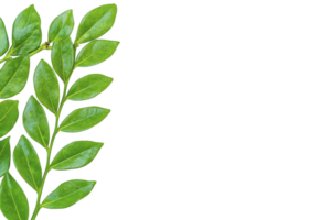 A vibrant green branch with glossy leaves is isolated on transparency background, showcasing nature simplicity and beauty. fresh leaves are arranged in alternating pattern png