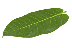 A single green leaf with visible veins and smooth texture, isolated on transparency background, showcasing its natural beauty and intricate details png
