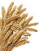 A bundle of golden wheat stalks is displayed against transparency background, showcasing their intricate details and natural texture. wheat appears fresh and vibrant, symbolizing agriculture png