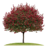 A vibrant apple tree stands alone on small patch of green grass, its branches laden with abundance of ripe red apples, creating striking contrast against lush foliage png