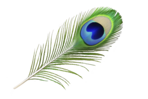 A vibrant peacock feather with iridescent eye pattern in shades of blue and green, symbolizing beauty and elegance. intricate details and vivid colors create striking visual png