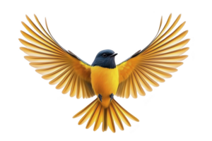 A vibrant bird with outstretched wings displays striking combination of blue and yellow feathers, creating sense of freedom and grace. detailed plumage and dynamic pose capture essence of flight png