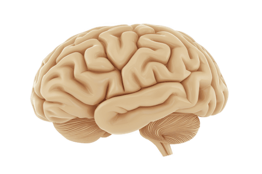 ein detailliert 3d Illustration von Mensch Gehirn, präsentieren es ist kompliziert Struktur und Falten, isoliert auf Transparenz Hintergrund. diese lehrreich Bild Highlights Komplexität von Gehirn png