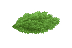 A vibrant green pine leaf with detailed needle like structures, showcasing natural beauty and texture. leaf is isolated on transparency background, emphasizing its lush color and intricate design png