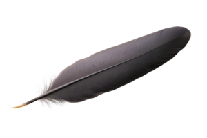 A single black feather with smooth texture and delicate barbs, isolated on transparency background, evokes sense of elegance and simplicity png