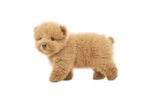 A fluffy, adorable puppy with thick, golden brown coat stands against transparency background, exuding cuteness and curiosity. Its small, rounded ears and soft fur make it look like cuddly teddy png