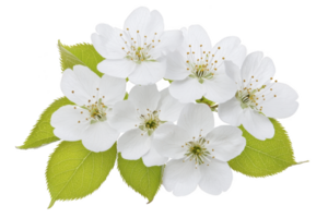 A White cherry blossoms with green leaves create fresh and delicate floral arrangement, symbolizing spring and renewal. soft petals and vibrant leaves evoke sense of tranquility png