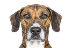 A close up of brown and white dog with serious expression, showcasing its detailed fur and attentive eyes against plain background png