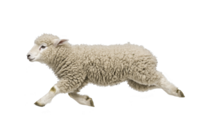 A fluffy sheep joyfully leaps through air, showcasing its soft wool and playful nature against plain background png