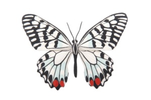 A beautifully patterned butterfly with black and white wings, accented by red spots, is displayed on transparency background, showcasing its intricate design and delicate structure png