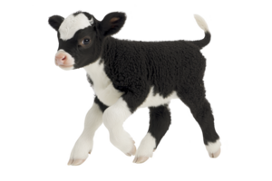 A cute black and white calf stands on transparency background, showcasing its youthful energy and innocence. calf distinctive markings and curious expression add to its charm png