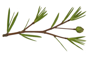 A close up of green pine branch with slender needles and small bud, isolated on transparency background, showcasing nature simplicity and detail png