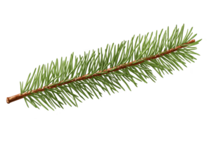 A single green pine needle branch with brown stem, showcasing natural texture and vibrant color of needles. branch is isolated on transparency background, highlighting its details png