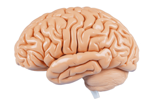ein detailliert Modell- von Mensch Gehirn präsentieren es ist kompliziert Falten und Strukturen, Hervorheben zerebral Kortex und Kleinhirn. realistisch Darstellung betont Gehirn Komplexität png