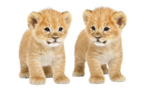 A Two adorable lion cubs stand side by side, showcasing their fluffy fur and curious expressions. Their soft, golden coats and bright eyes capture sense of innocence and playfulness png