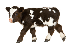 A cute, young calf with black and white spotted coat stands on transparency background, showcasing its small size and gentle expression png