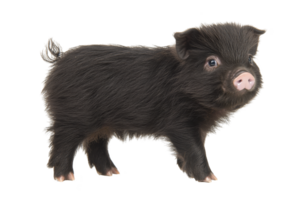A cute black piglet stands with its small curly tail and soft fur, looking curious and playful. piglet pink snout and tiny hooves add to its adorable appearance png