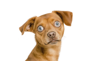 A cute brown dog with striking blue eyes looks curiously at camera, its head slightly tilted. dog expression is both endearing and inquisitive, capturing moment of playful curiosity png