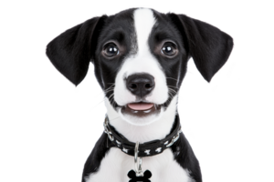 A cute black and white puppy with playful expression, wearing collar with bone patterns, looks directly at camera. background is plain, highlighting puppy adorable features png