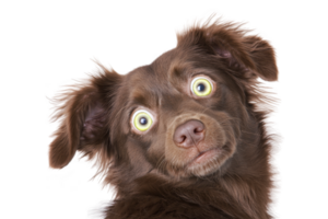 A surprised brown dog with wide eyes and floppy ears looks directly at camera, creating humorous and endearing expression. dog fur is fluffy and its expression is full of curiosity png