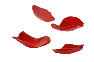 A Four vibrant red rose petals are gracefully floating against transparency background, creating sense of elegance and romance. delicate texture and rich color of petals evoke feelings of love png