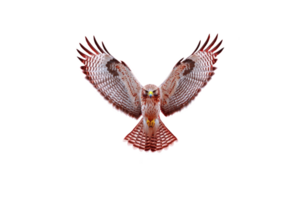 A majestic hawk with outstretched wings soars gracefully against transparency background, showcasing its intricate feather patterns and sharp gaze png