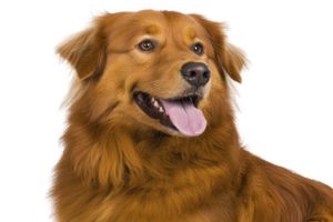 A happy golden retriever with shiny coat and bright eyes looks to side, tongue out, against plain background. dog friendly expression and fluffy fur are prominent png