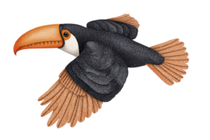 A colorful toucan with large orange beak and black feathers is depicted mid flight, showcasing its vibrant plumage and distinctive features. bird wings are spread wide, highlighting its graceful png