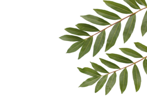 A Green leaves with glossy texture are arranged symmetrical pattern against transparency background, creating natural and fresh appearance. leaves are elongated and pointed, showcasing their vibrant png