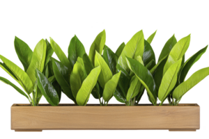 A row of vibrant green plants is neatly arranged in long, rectangular wooden planter, creating fresh and natural display. lush leaves add touch of nature to any space png