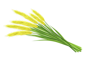 A bundle of vibrant yellow wheat stalks with lush green stems, symbolizing harvest and abundance, isolated on transparency background. Perfect for agricultural themes png