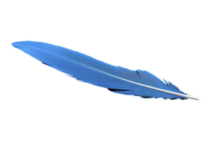 A single vibrant blue feather with smooth texture and delicate structure, isolated on transparency background, symbolizing lightness and freedom png