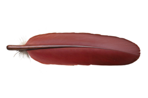 A single red feather with smooth texture and white tuft at base, isolated on transparency background, evokes sense of elegance and simplicity png