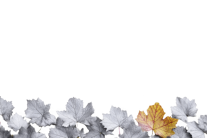 A single vibrant yellow leaf stands out among row of monochrome leaves, creating striking contrast and symbolizing individuality and change. image evokes sense of uniqueness and transformation png