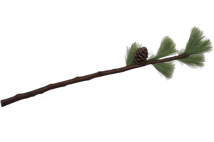 A pine branch with green needles and single pine cone is depicted, showcasing nature simplicity and beauty. branch is slender, with cone adding texture and interest png