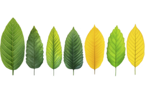 A Seven leaves varying shades from green to yellow are arranged row, showcasing transition of colors nature. Each leaf displays unique textures and patterns, highlighting beauty of natural diversity png