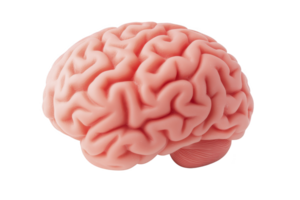A realistic 3D rendering of human brain showcases intricate folds and grooves, highlighting its complex structure. pinkish hue adds lifelike touch to detailed model png