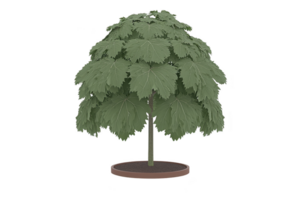A small, lush green tree with broad leaves stands in circular patch of soil, showcasing vibrant and healthy appearance. tree dense foliage creates full, rounded canopy png