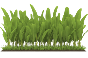 A lush row of vibrant green banana leaves stands tall, creating dense and tropical atmosphere. leaves are large and elongated, with rich texture that adds to natural beauty of scene png